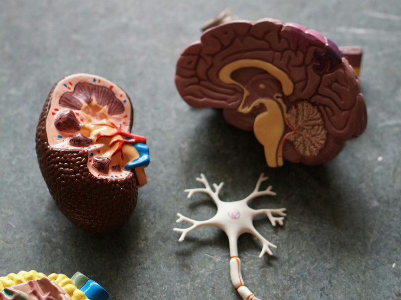 Anatomical models of the kidney